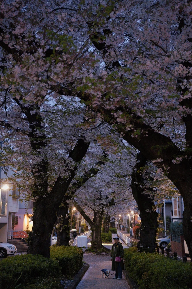 Nomigawa Flowerway